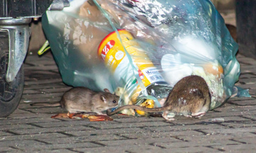 Die Ratten werden offenbar vom Müll angezogen.