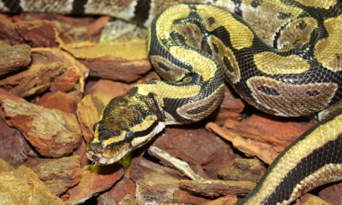 Schlangen wie dieser Königspython und andere Exoten gehören aus Tierschutzsicht nicht in private Haltung, sagt der Deutsche Tierschutzbund.