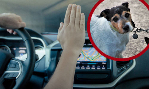 Manche Taxi-Fahrer nehmen Hundebesitzer nicht mit.