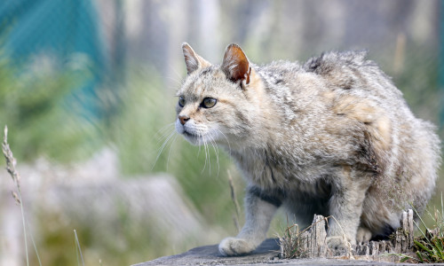 Besucher können die putzigen Wildkatzen im Erlebniszentrum aus der Nähe betrachten.