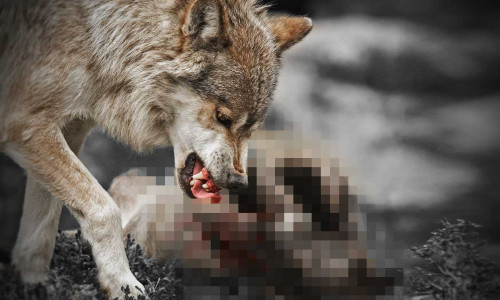 Der Wolf ist ein Raubtier. Ist ein Zusammenleben mit dem Menschen möglich?