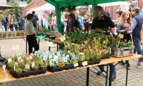 Auf dem Markt finden Besucher zahlreiche Pflanzen. (Archiv)
