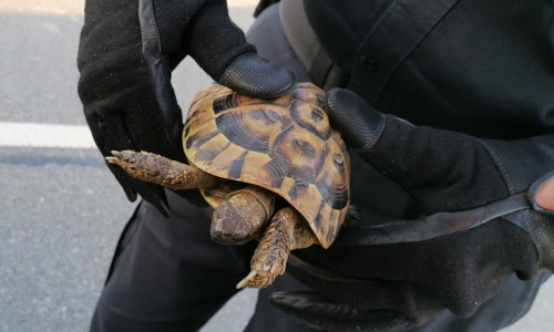 Die Schildkröte wurde in Gewahrsam genommen.