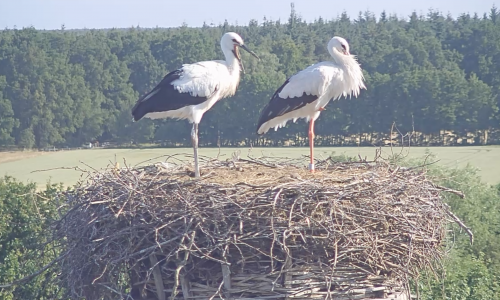 Der Storchen-Nachwuchs (links) in Leiferde entwickelt sich prächtig. Mama Mai passt auf ihren Schützling noch gut auf. 