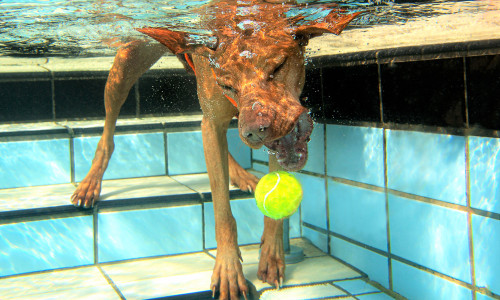 Beim Hundeschwimmen können sich die Vierbeiner mal so richtig in den Becken austoben.