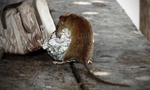 In Salzgitter wohl kein seltener Anblick: eine Ratte wühlt im Müll. (Symbolfoto)