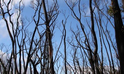 Australischer Busch nach einem Brand (Archiv)