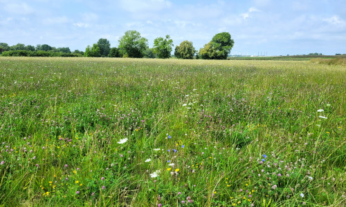 Eine artenreiche Wiese wurde als Kompensationsfläche für das Quartier III im Sonnenkamp angelegt, wo früher einmal Acker war. 