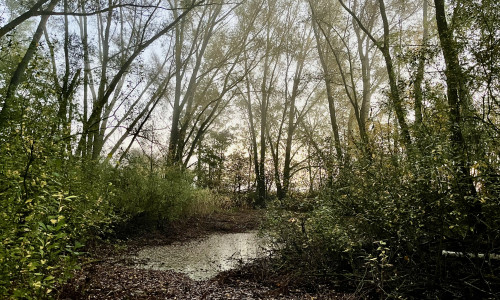 Kleiner Hordorfer Teich im herbstlichen Morgennebel.