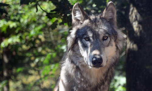 Der Wolf ist seit Jahren auch wieder in Deutschland aktiv. (Symbolfoto)