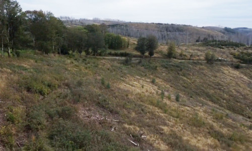 Blick über das Pflanzareal John-Kothe-Weg in Richtung Rosstrappe.