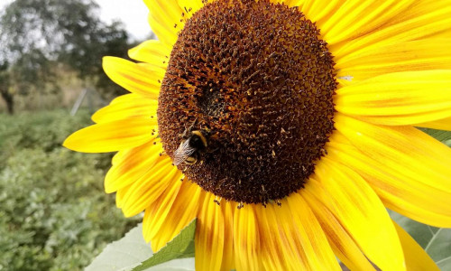 Hummel bestäubt Sonnenblume (Archiv)