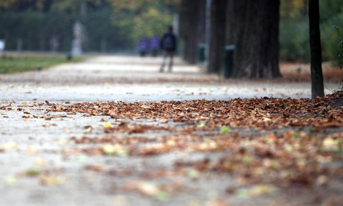 Herbstblätter in einem Park (Archiv)