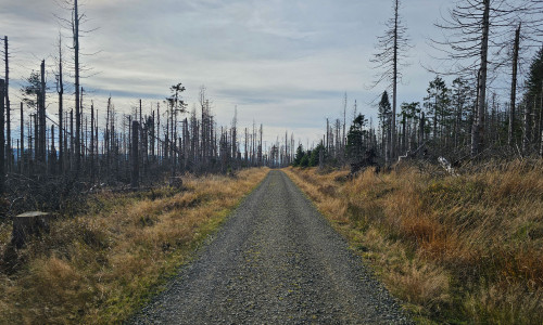 Auch der Harz leidet unter den Auswirkungen des Klimawandels.