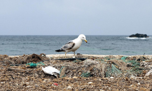 Möwe auf einem Müllhaufen am Meer