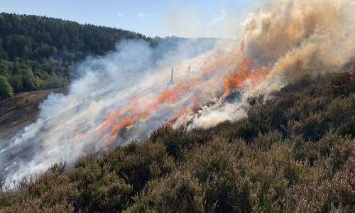 Brennen der Heide im Zellerfelder Tal: Im September dieses Jahres wurde auf den Heideflächen im Zellerfelder Tal als Pflegemaßnahme das sogenannte "Brennen" durchgeführt.