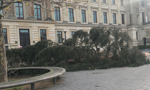 Der Baum wurde mittlerweile entfernt.