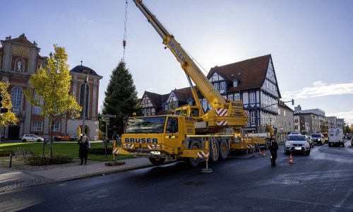 Am heutigen Montag wurde die Weihnachtstanne vor der Trinitatiskirche aufgestellt. 