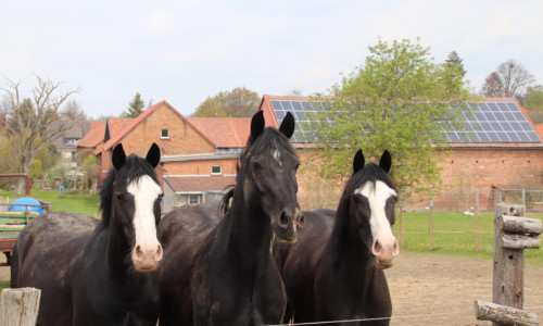 Winston (mitte) überlebte leider nicht. Walker und Wenzel sind inzwischen über den Berg. 