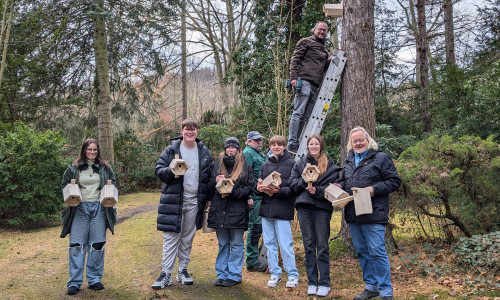 Sebastian Heim, Betriebsleiter des Betriebshofs Goslar der Stadt Goslar (auf der Leiter), bringt die Nistkästen in einer Höhe von zwei bis drei Metern an. Die Schülerinnen und Schüler der Vicco-von-Bülow Oberschule Vienenburg haben zuvor den Baum ausgesucht.