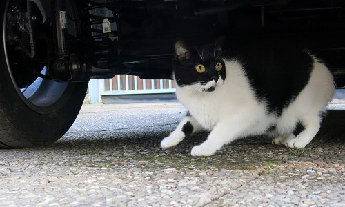 Katzen sollten Silvester besser im Haus verbringen.