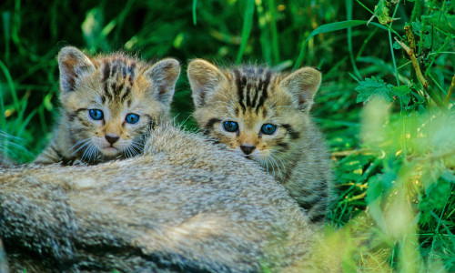 Junge Wildkatzen im Wald. Symbolbild