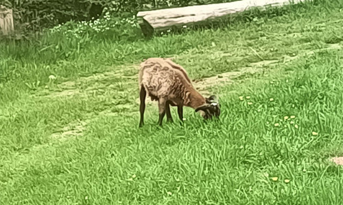 Tierchen gefunden: Wer vermisst dieses Schaf?