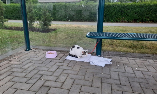 Unfassbar und grausam: Eine Katze wurde einfach an einer Bushaltestelle angebunden ausgesetzt. 