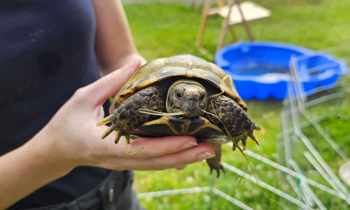 Eine Schildkröte, die seit 2023 im Tierheim Wolfenbüttel zuhause ist.