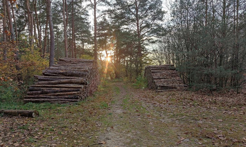 Holzstämme (Archiv)