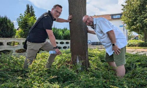 Jens Meyer vom Grünflächenamt der Stadt Wolfenbüttel und Ortsbürgermeister Marc Angerstein begutachten den Schaden an dem Spitzahorn. Zeugen der vorsätzlichen Baumschädigung werden gebeten, sich zu melden. 