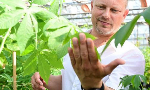 Dr. Björn Krenz, Abteilungsleiter Pflanzenviren im Forschungsgewächshaus, Leibniz-Institut DSMZ.