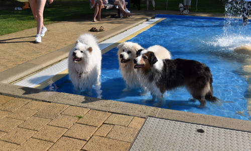 Hundebadespaß im Freibad Raffteich.