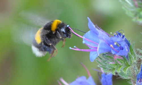 Eine Erdhummel im Anflug auf einen Natternkopf. Hummeln gehören zu der Familie der Echten Bienen und zählen daher auch zu den Wildbienen.