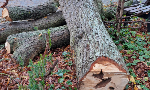 Die ersten Bäume wurden gefällt.
