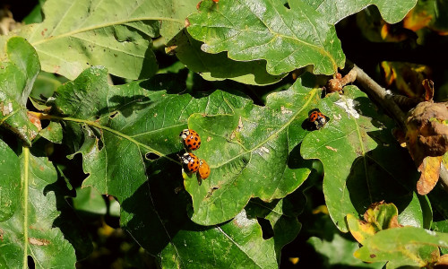Ungewöhnlich viele Marienkäfer waren zuletzt an sonnigen Tagen zu sehen.