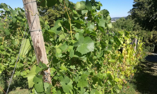 Weinstock (Archiv)