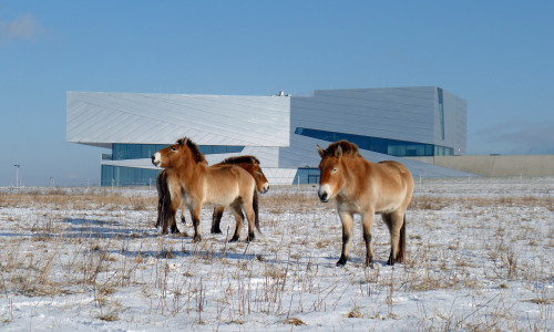 Przewalski-Pferde vor dem Paläon in Schöningen.