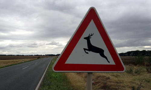 Warnschild vor Wildwechsel (Archiv)