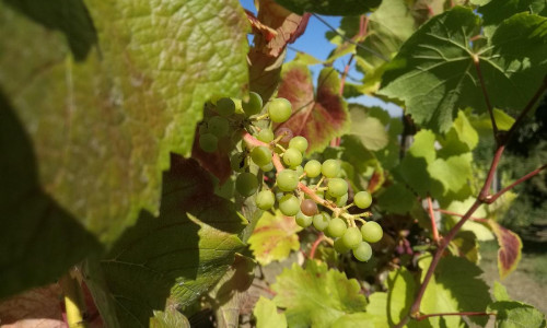Weinstock (Archiv)