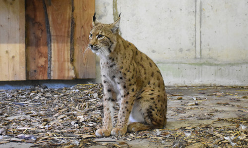Die sieben Jahre alte Luchsin Rikki aus dem Zoo Kyiv ist Ende September in Deutschland angekommen.