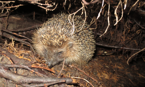 Die Stadt ruft zur naturnahen Gestaltung von Gärten auf. Herbstlaub bildet einen guten Schutz für Igel. 