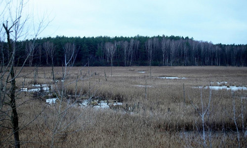 Moorlandschaft (Archiv)