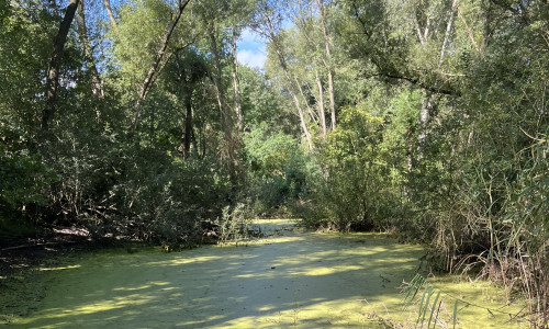 Am Großen Teich in Hordorf finden im November Sanierungsarbeiten statt.