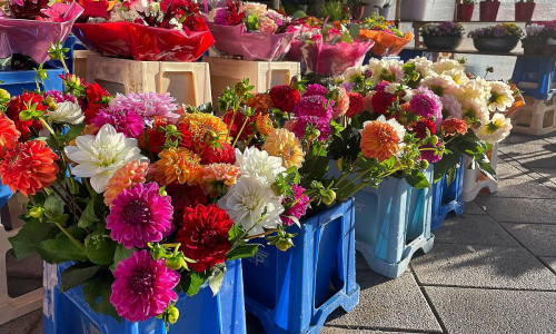 Blumen in einem Blumenladen (Archiv)