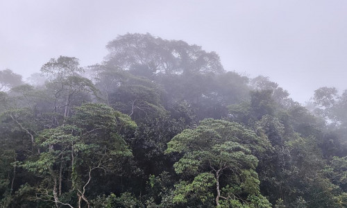 Brasilianischer Regenwald (Archiv)