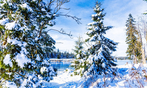 So eine traumhafte Winterlandschaft - wie hier am vergangenen Wochenende am Oderteich im Harz - wünschen sich viele auch zu Weihnachten.