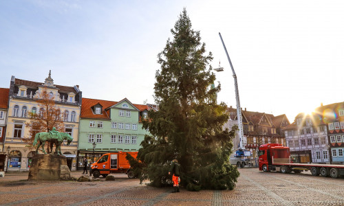 Die Friedenstanne wurde vor dem Rathaus aufgestellt. 