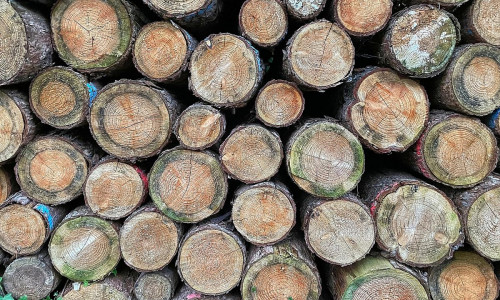 Holzstämme (Archiv)