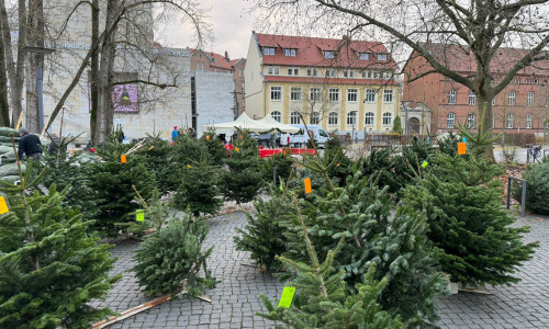 Das Lions Hilfswerk Braunschweig Löwenherz lädt zum traditionellen Weihnachtsbaumverkauf ein. 